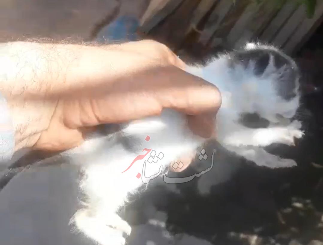 نجات بچه گربه بازیگوش توسط آتشنشانی لشت نشا+ فیلم نجات بچه گربه بازیگوش توسط آتشنشانی لشت نشا+ فیلم