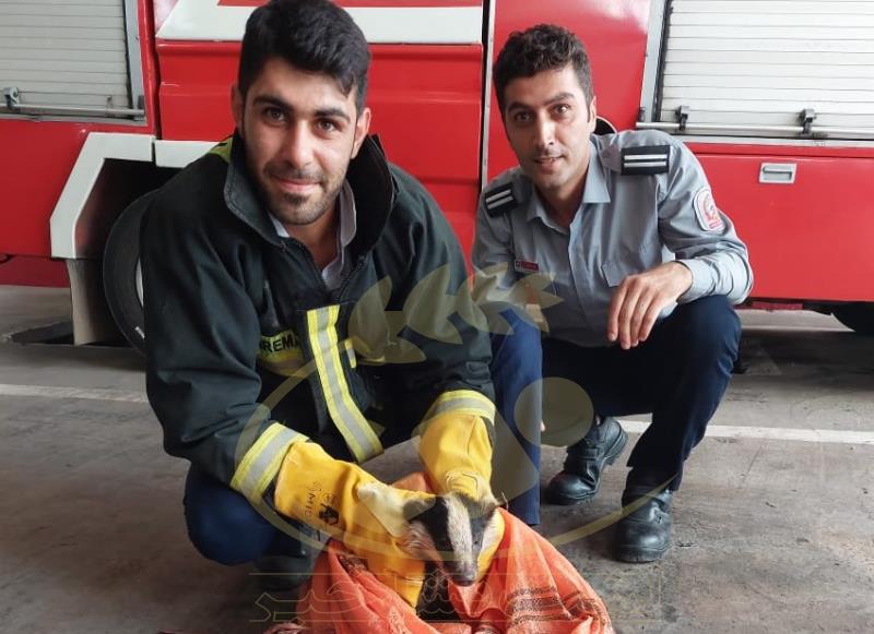 نجات گورکن زخمی توسط تیم آتش نشانی شهرداری لشت نشا+ تصاویر نجات گورکن زخمی توسط تیم آتش نشانی شهرداری لشت نشا+ تصاویر