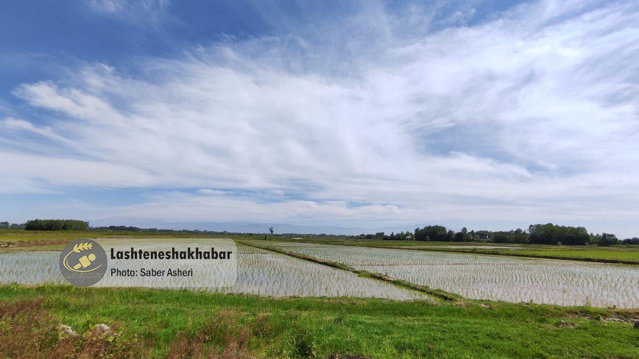 جهاد کشاورزی گیلان، صحبت‌های «محمد صادقی» را تأیید کرد
