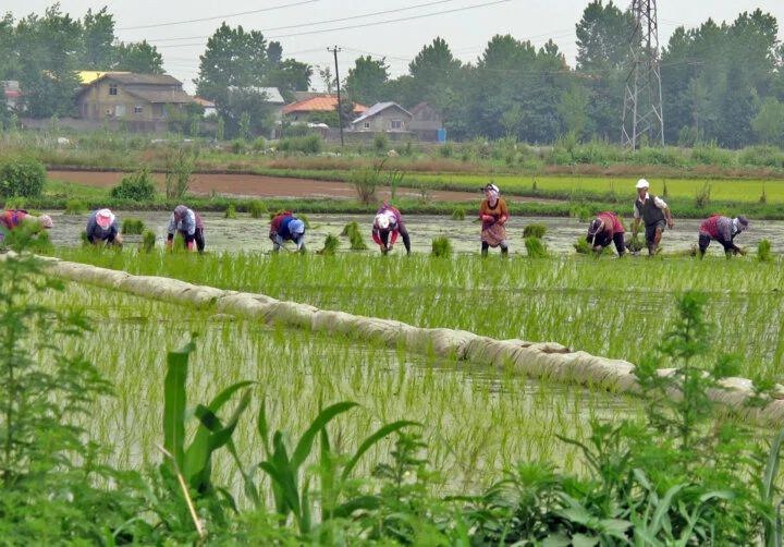 نظام مدیریت روستایی؛ حلقه مفقوده توسعه نظام مدیریت روستایی؛ حلقه مفقوده توسعه