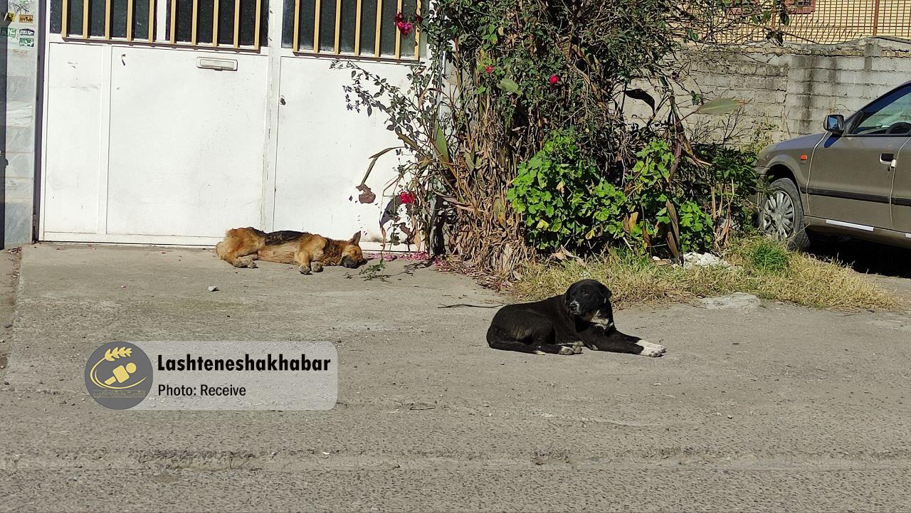 معضل «سگهای ولگرد» لشت نشا؛ چه کسی باید پاسخگو باشد؟ معضل «سگهای ولگرد» لشت نشا؛ چه کسی باید پاسخگو باشد؟