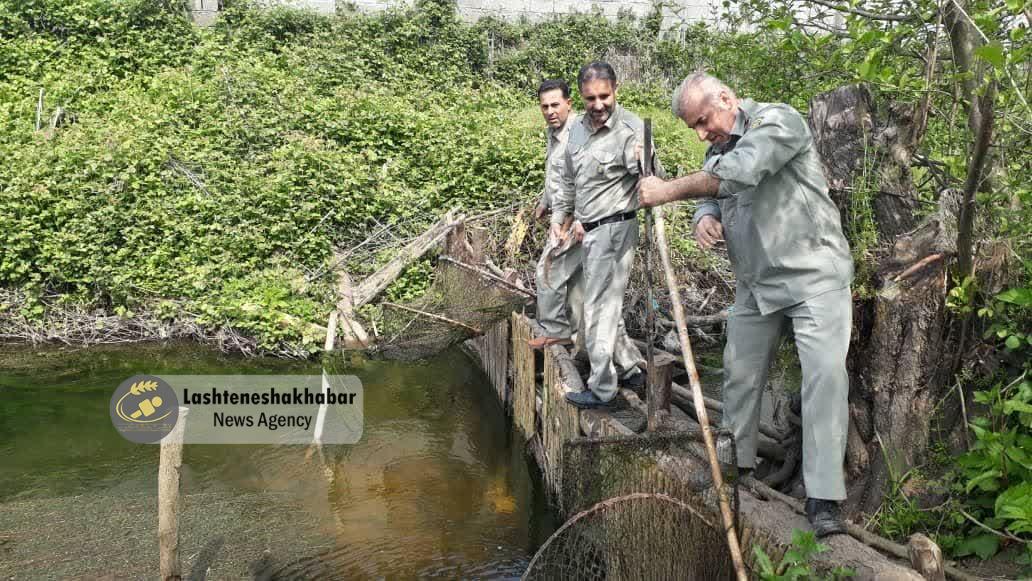جمع‌آوری سد غیرمجاز کلهام در رودخانه اوشمک برای حفاظت از ماهیان استخوانی