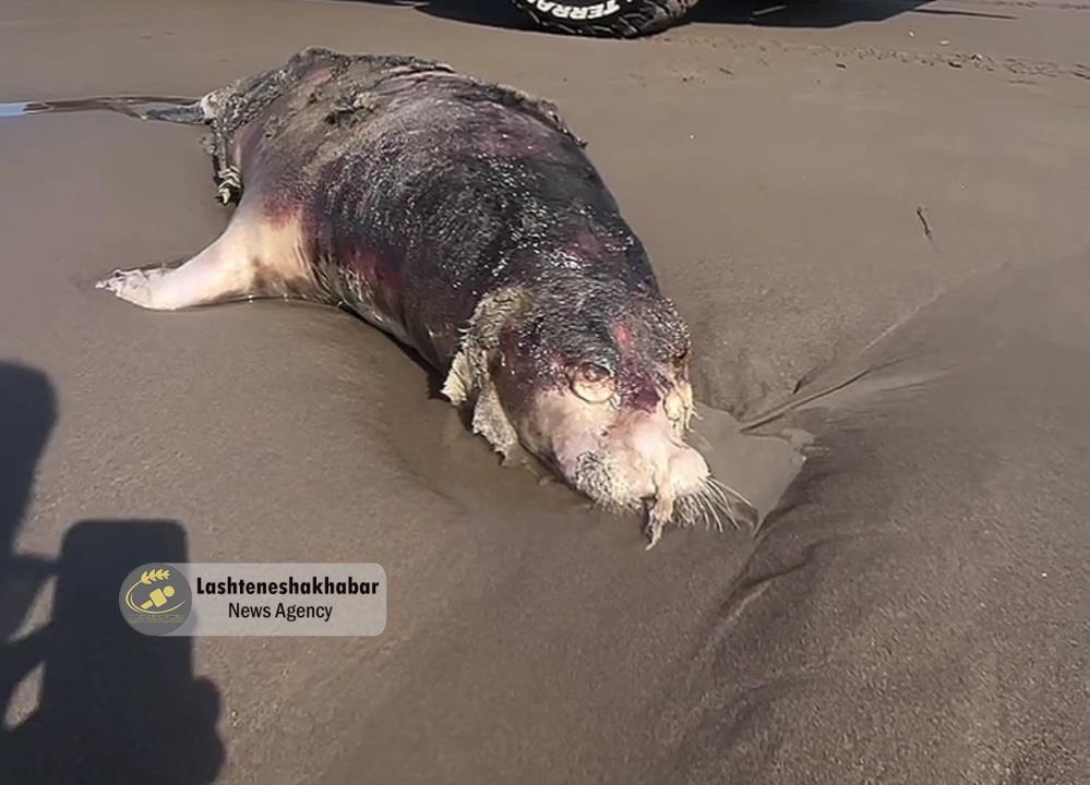 پیدا شدن لاشه‌ی یک فوک خزری در ساحل زیباکنار+ ویدئو