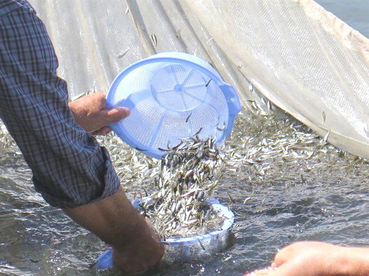 رهاسازی بیش از ۴۷ میلیون بچه ماهی در رودخانه‌های گیلان تاکنون