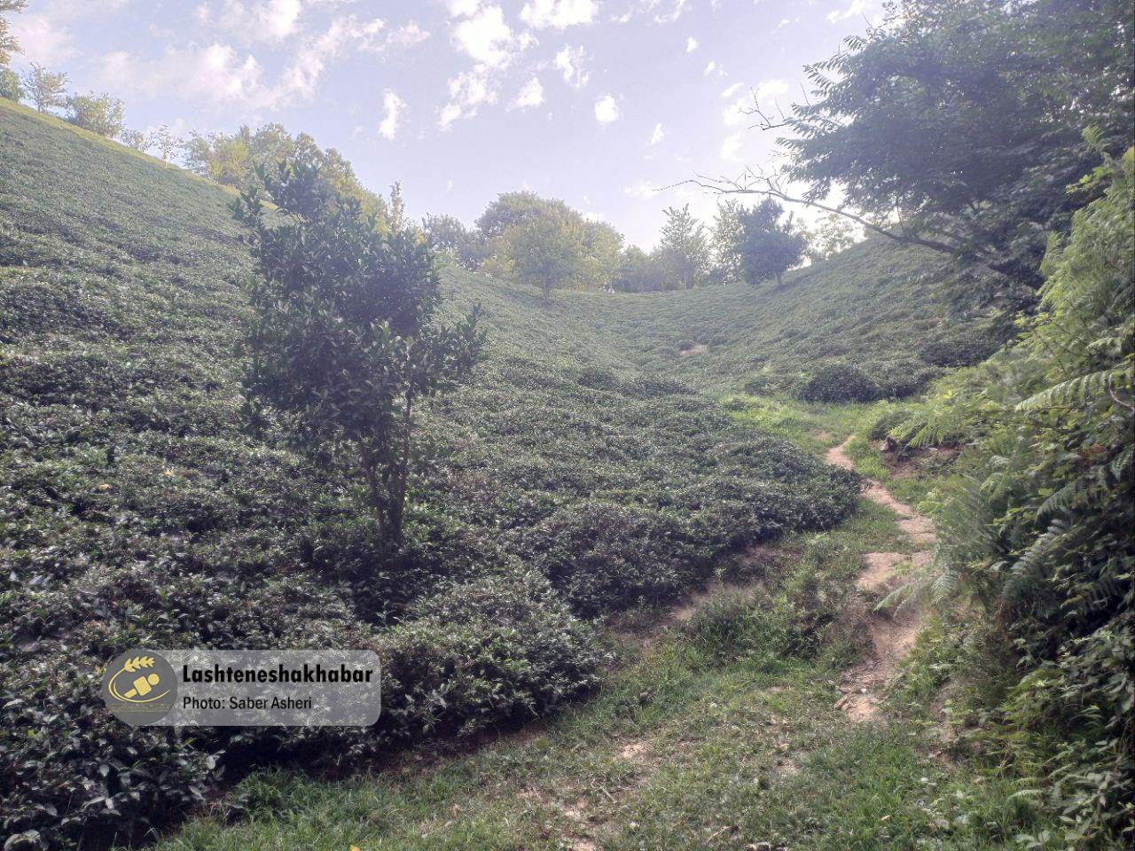 کاهش تدریجی ۶ تا ۱۲ درجه‌ای دمای هوای استان گیلان