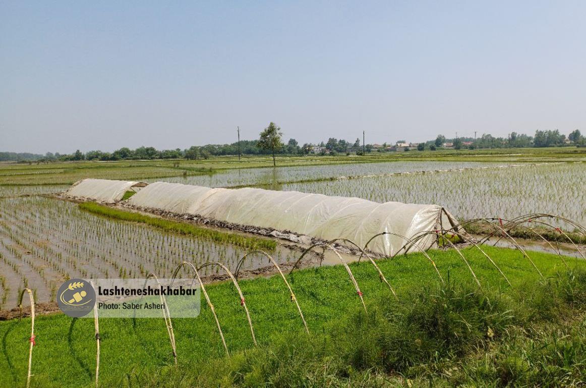 نرخ آب‌بهای کشاورزی در گیلان اعلام شد+ جزییات