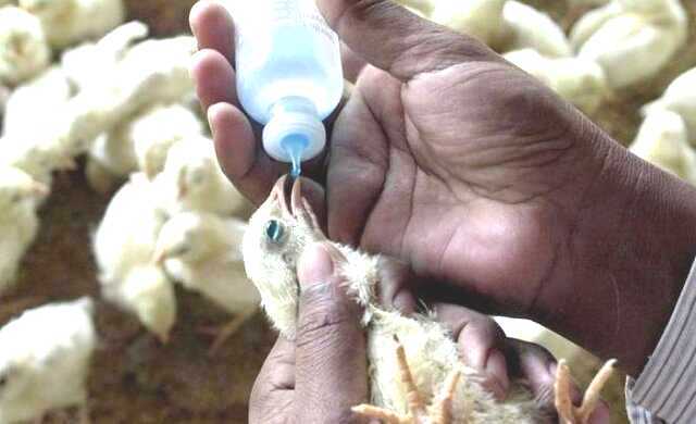 واکسیناسیون رایگان طیور بومی علیه بیماری نیوکاسل در گیلان