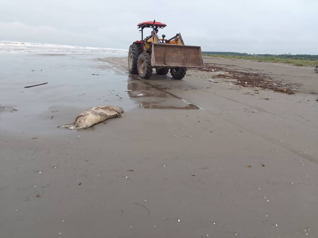 به لاشه فوک‌ها دست نزنید! | احتمال وجود یک عامل ویروسی