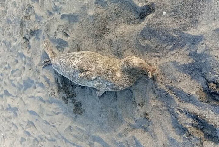 کشف لاشه چهار فوک خزری در ساحل چونچنان!