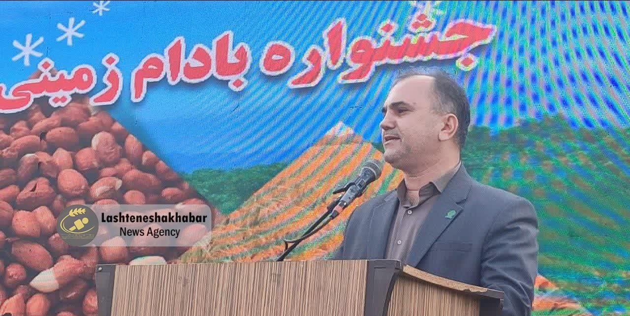 لشت ‌نشا الگوی موفق کشاورزی ترکیبی در گیلان می‌شود | احیای برنج و بادام‌زمینی لشت ‌نشا