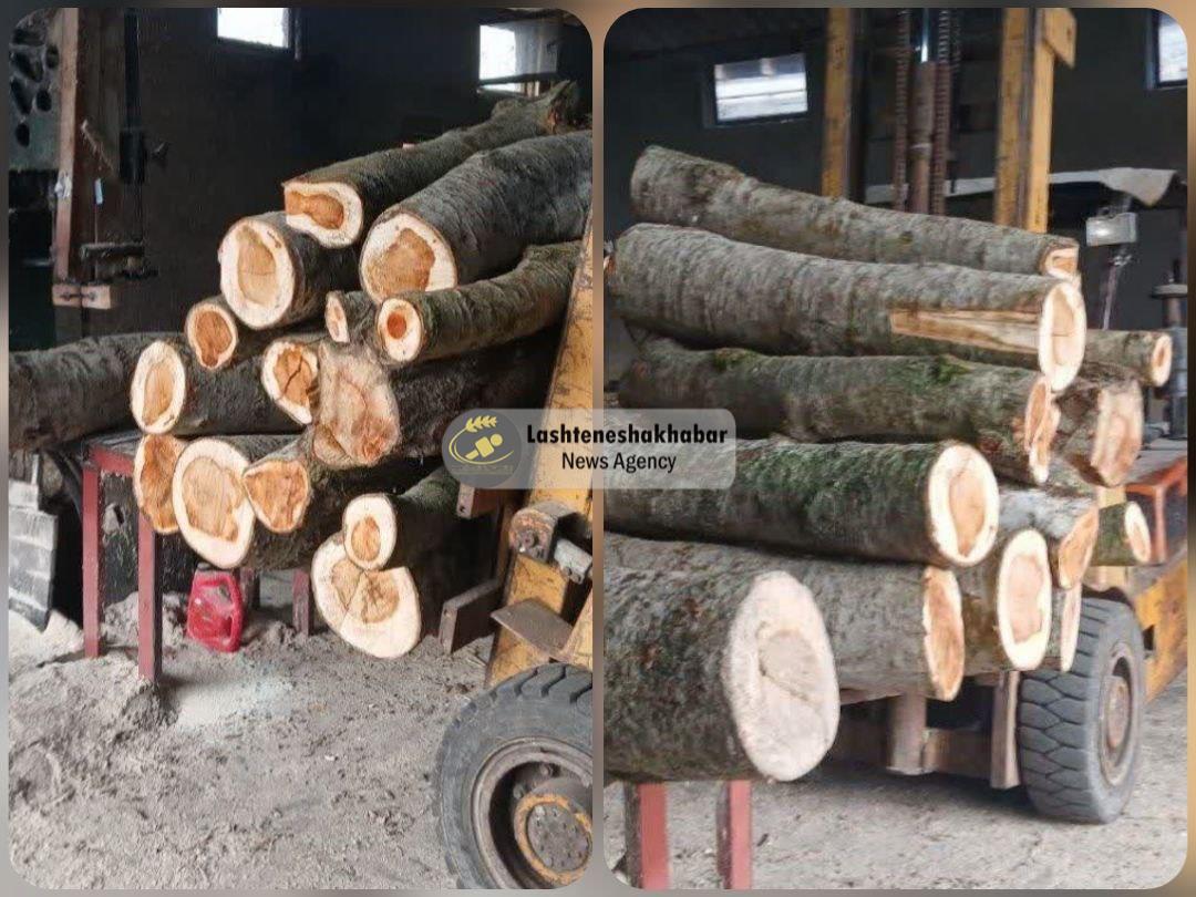 عملیات موفق پلیس زیباکنار؛ 3 تن چوب غیرمجاز کشف شد | دستگیری دو سارق با 15 فقره سرقت عملیات موفق پلیس زیباکنار؛ ۳ تن چوب غیرمجاز کشف شد | دستگیری دو سارق با ۱۵ فقره سرقت